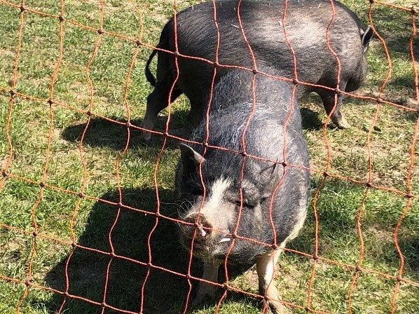 Schweine in ihrem Gehege