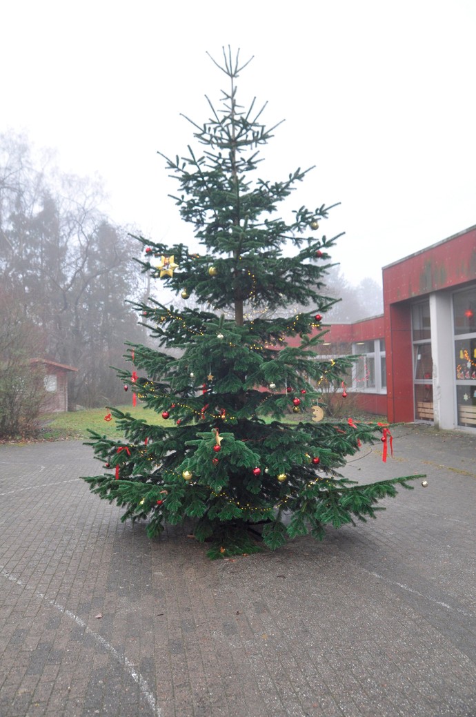 Unser Tannenbaum auf dem Schulhof
